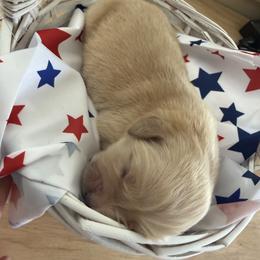 Aspen - Light golden female Golden Retriever puppy in Cherry Tree, Pennsylvania from Plumcreek Acres