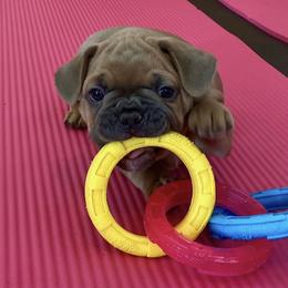 Walter - Blue fawn male French Bulldog puppy in Pine Township, Pennsylvania from BlueCairo Frenchies