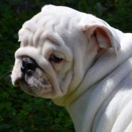 Bulldogs and French Bulldogs from Skyline French Bulldogs