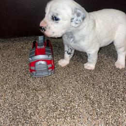 Dalmatian Puppies from Clarks 101 Dalmatians