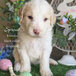 Sprout-black collar - Apricot male Saint Berdoodle puppy in Paw Paw, Michigan from ProAct Canines