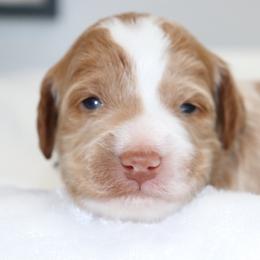Sally - Parti female Goldendoodle puppy in Stratford, New Jersey from Meadow Lark Doodles
