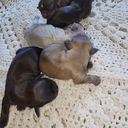Shih Tzu Puppies from Shih Tzu Cottage