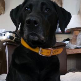 Teal - Labrador Retriever