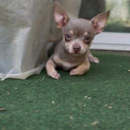 Flan - Blue and tan male Chihuahua puppy in Patchogue, New York from Cloudshadow Kennels