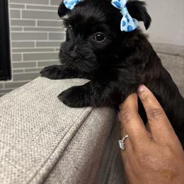 Yorkshire Terrier Puppies from Dee’s pretty puppies
