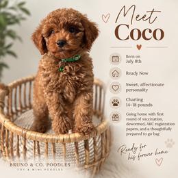 Coco - Red  male Poodle puppy in Charlotte, North Carolina from Bruno & Co. Puppies