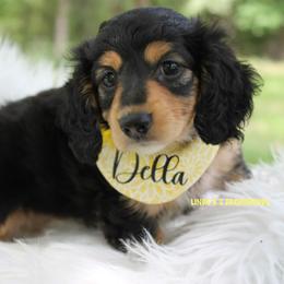 Girl 1 - Black and tan female Dachshund puppy in Big Sandy, Texas from Linda B’s Dachshunds