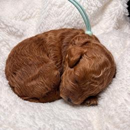 Dunston - Red male Cockapoo puppy in Ellaville Ga, Georgia from Lakeside Cockapoos