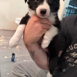 Scarlet Witch - Black and white female Border Collie puppy in Grapeview, Washington from Athena’s Collies