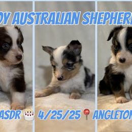 Toy Australian Shepherd Puppies from 4LH Australian shepherds