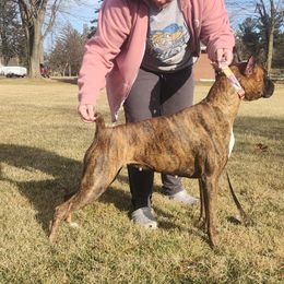 Quincy - Boxer