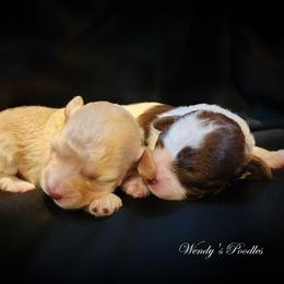 Poodle puppies from Wendy's Poodles