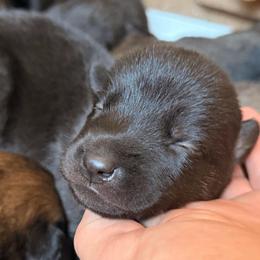 Medium sized dark male - Black sable male Belgian Malinois puppy in Dallas, Texas from RoyalHaus Malinois