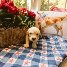 Miriam - Golden female Golden Retriever puppy in Ramona, California from SDPREMIERGOLDENS