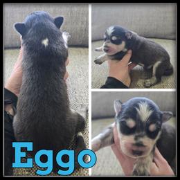 Eggo - Black and white male Siberian Husky puppy in Wheeler, Michigan from Haase Family Kennels