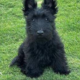 Issy - Black female Scottish Terrier puppy in Chandler, Arizona from Azscotties.com