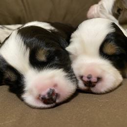 Miniature Australian Shepherd Puppies from Duncan’s Miniature Australian Shepherds