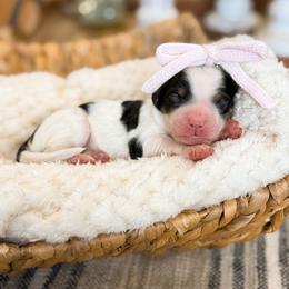 Maple - Tri-color female Bernedoodle puppy in Pittsburgh, Pennsylvania from WestPenn Doodles LLC