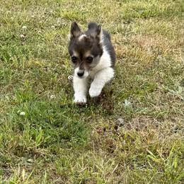 Remi - Black and tan female Pembroke Welsh Corgi puppy in Aberdeen, Washington from Coastal country Farms