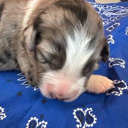 Tigger - Blue merle male Australian Shepherd puppy in Marshall, Virginia from Aussie Tales Farm