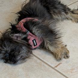 Lulu - Black female Companion Cross puppy in Calhan, Colorado from Millennium Falcon Kennels