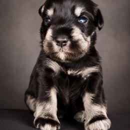 Mocha - Black and silver female Miniature Schnauzer puppy in Deltona, Florida from LIZ FANCY SCHNAUZERS