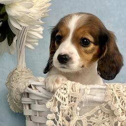 Marshmallow AKC - Piebald female Dachshund puppy in Hendersonville, North Carolina from Snarky Doxy Miniature Dachshunds