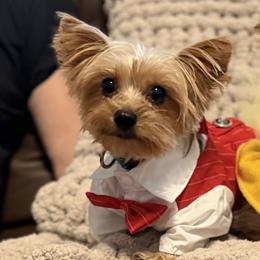 Skynyrd - Yorkshire Terrier