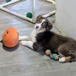 Pumpkin - Red tri-color male Australian Shepherd puppy in Medina, Ohio from Brewedstone Australian Shepherds