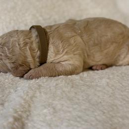 Earth - Cream male Poodle puppy in St. Johnsbury, Vermont from Poodles of the Northern Woods