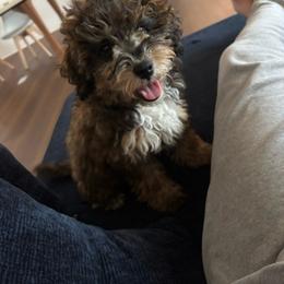 Sassy - Aussiedoodle