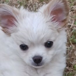 Chihuahuas from Delinda's Chihuahuas