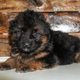 Red Collar - Black and red female German Shepherd puppy in Howell, Michigan from Sheyenne Buentello's German Shepherds