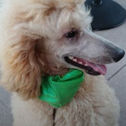 Poodles from Bella Standard Poodles