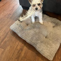 Mr snickers - Yorkshire Terrier