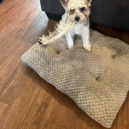 Mr snickers - Yorkshire Terrier