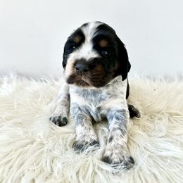 Pepin - Black white and tan female English Springer Spaniel puppy in Elk River, Minnesota from Currahee Fields Springers