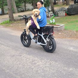 Golden Retriever Puppies from Ruff Life Goldens
