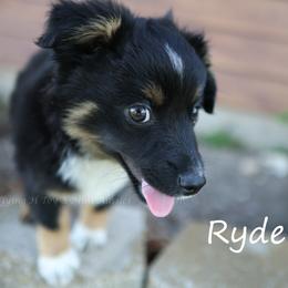 Ryder - male Miniature Australian Shepherd puppy in Godley, Texas from Flying H Toy and Mini Aussies
