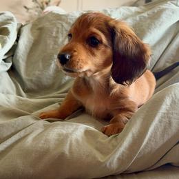 Nugget - Sable male Dachshund puppy in Florissant, Colorado from Mountain Thyme Homestead