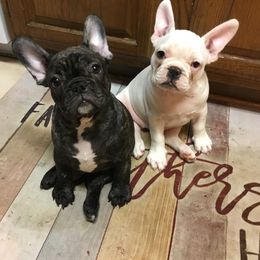 French Bulldog Puppies from Du Bone Frenchies & Pet Services