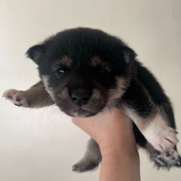 Bernardo (Bernie) - Black and tan male Shiba Inu puppy in Racine, Wisconsin from Belle City Shibas