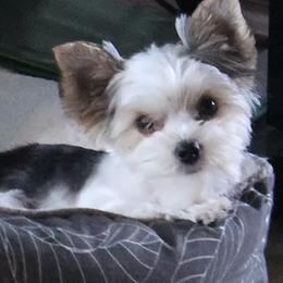 Cavalier King Charles Spaniels, Great Danes, and Yorkshire Terriers from Rising Star Kennels