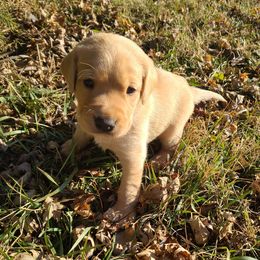 Labradoodles and Labrador Retrievers from Royal Lead Labradors