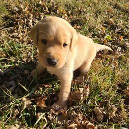 Labradoodles and Labrador Retrievers from Royal Lead Labradors