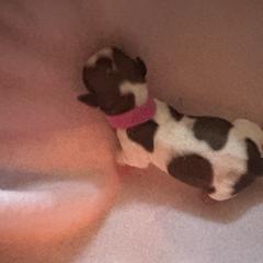 Fushia collar - Liver and white female Shorkie puppy in Staten Island, New York from Sensational Shorkies