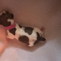 Fushia collar - Liver and white female Shorkie puppy in Staten Island, New York from Sensational Shorkies