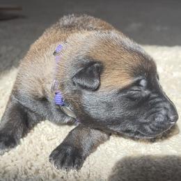 Belgian Malinois and German Shepherd Puppies from Sun Valley Malinois