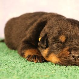 Panzer - Black and mahogany male Rottweiler puppy in Uniontown, Alabama from CedarBluff Rottweilers